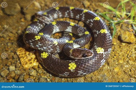 wolf snake price|Lycodon aulicus .